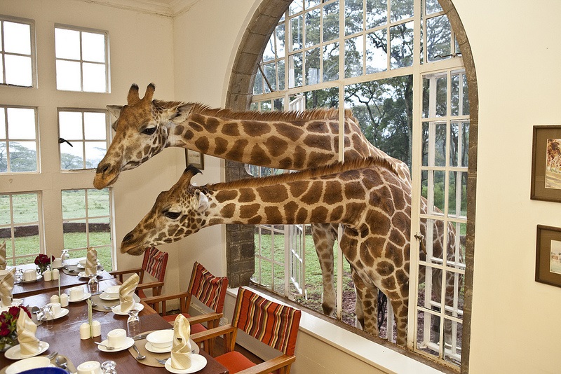 Karen Blixen Giraffe Experience