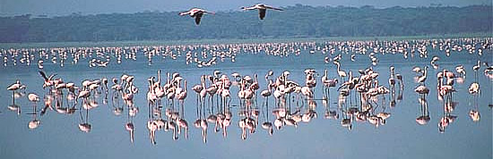 Lake Nakuru Flamingoes