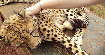 Nairobi Animal Orphanage