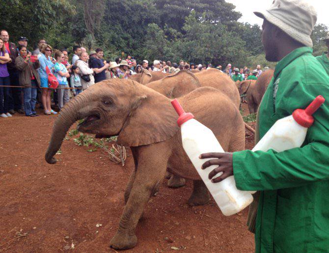 David Sheldrick Wildlife Trust
