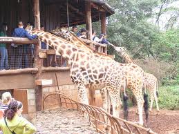 Nairobi Giraffe Centre