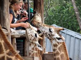 Nairobi Giraffe Centre
