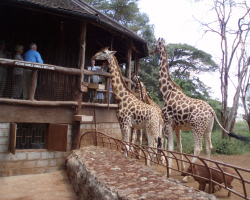 Giraffe Centre Nairobi