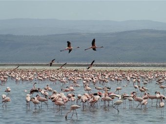 Flamingoes at Lake Nakuru National Park