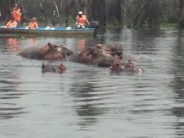 Lake Naivasha Boat Ride and Hippos