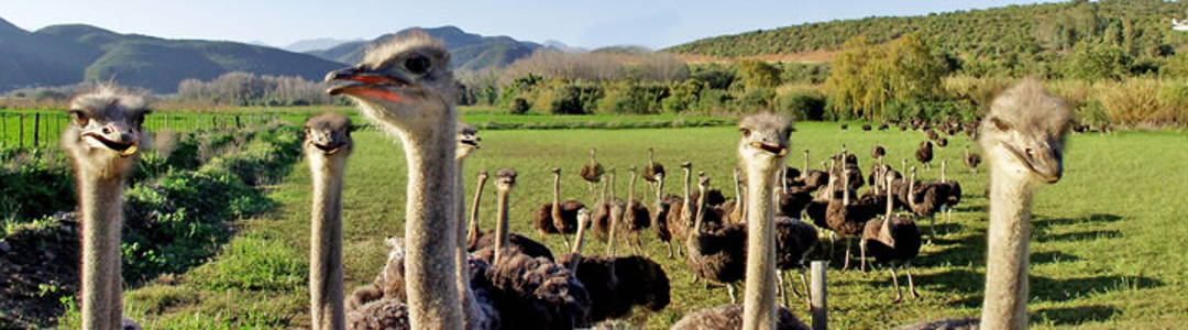 Maasai Ostrich Farm Kitengela