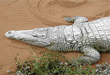 Mamba Village  Crocodile