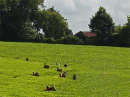 Picking of tea leaves in Kiambethu tea farm, Limuru Kenya.