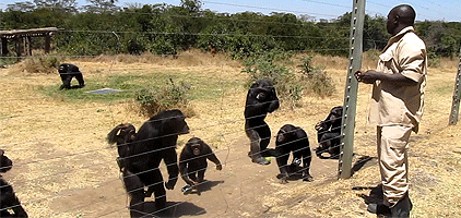 You are currently viewing OL PEJETA CONSERVANCY AND CHIMPAZEE SANTUARY TOUR – FULL DAY