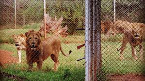 Read more about the article NAIROBI ANIMAL ORPANAGE TOUR