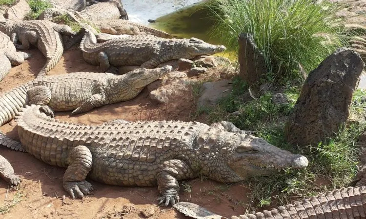 Read more about the article NAIROBI MAMBA VILLAGE CROCODILE FARM DAY TOUR
