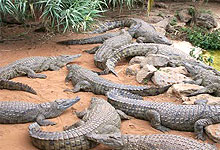 Read more about the article NAIROBI MAMBA VILLAGE CROCODILE FARM DAY TOUR
