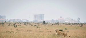 Read more about the article NAIROBI NATIONAL PARK TOUR