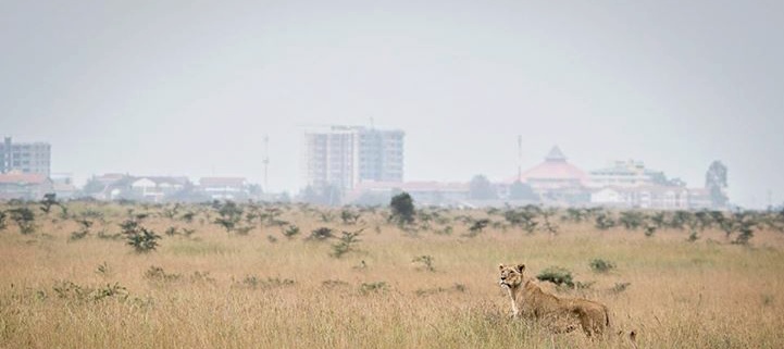 You are currently viewing NAIROBI NATIONAL PARK TOUR
